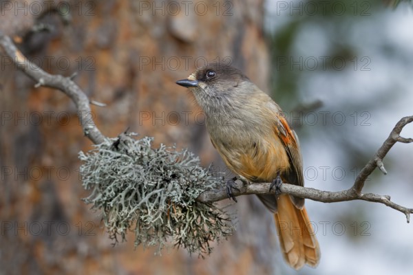 The breeding season of the Eurasian jay (Perisoreus infaustus) begins in February for populations
