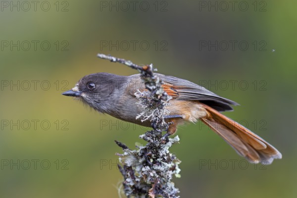 Lesser spotted jay (Perisoreus infaustus) in the Swedish Fulufjället National Park, autumn, autumn