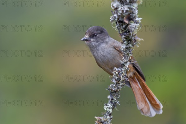The home of the unlucky jay (Perisoreus infaustus) is the large coniferous forests of the northern