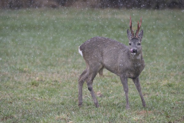 Roe deer (Capreolus capreolus) buck with freshly swept, still red antlers in the meadow during