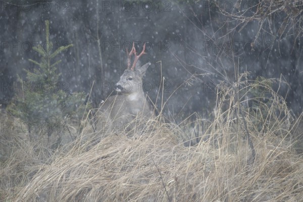 Roe deer (Capreolus capreolus) buck with freshly swept, still red antlers, secured in snowfall at