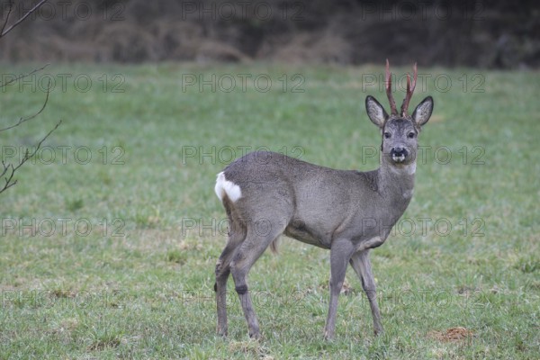 Roe deer (Capreolus capreolus) buck with freshly swept, still red antlers and bast remains at the