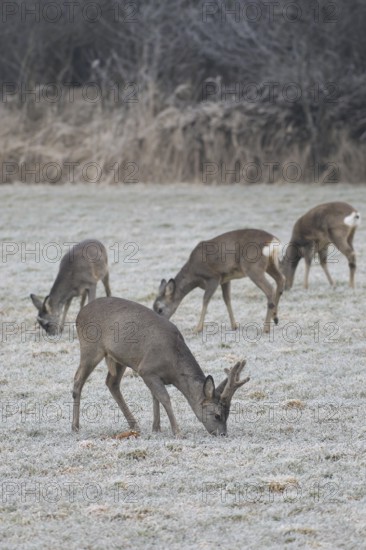 Roe deer (Capreolus capreolus) buck in velvet antlers and female looking for food on the hoarfrost
