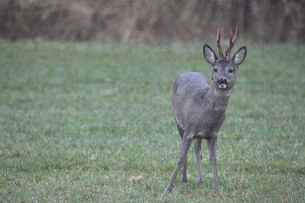 Roe deer (Capreolus capreolus) buck with freshly swept, still red antlers and bast remains secured