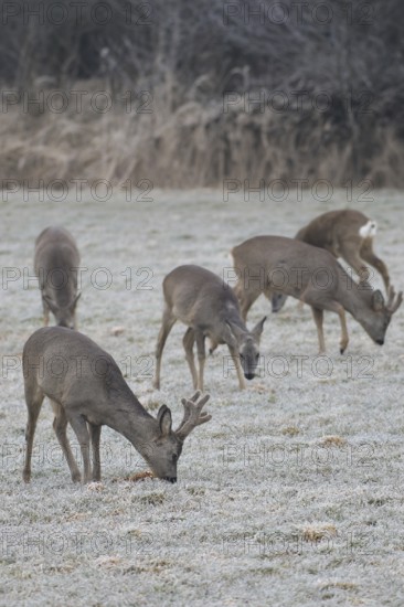 Roe deer (Capreolus capreolus) Roebucks with velvet antlers and females foraging in the hoarfrost