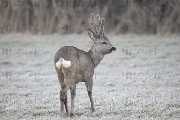 Roe deer (Capreolus capreolus) buck with velvet antlers secured in the hoarfrost meadow, Allgäu,