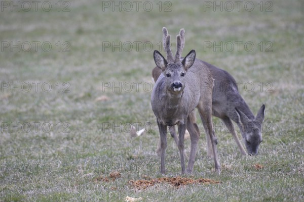 Roe deer (Capreolus capreolus) buck with velvet antlers secured at the Kirrung, Allgäu, Bavaria,