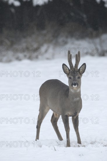 Roe deer (Capreolus capreolus) buck with velvet antlers secured in the snow, Allgäu, Bavaria,