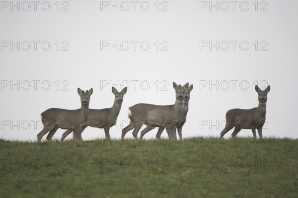 Roe deer (Capreolus capreolus) four females and a yearling buck with velvet antlers (left) secure