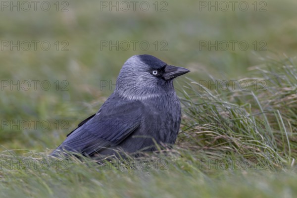 Something attracts the attention of the jackdaw (Corvus monedula), Germany