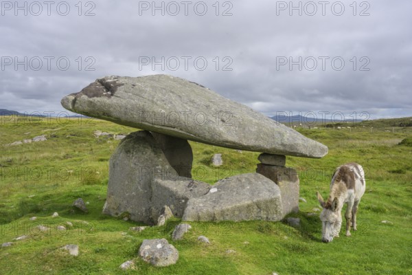 Donkey at the dolmen of, Kilclooney, County Donegal, Ireland