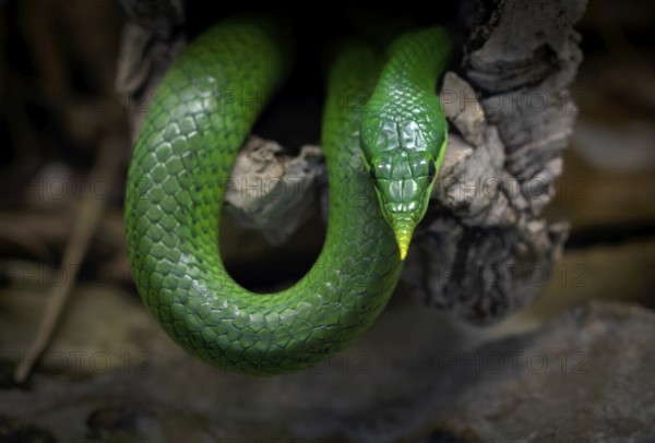 Vietnamese long-nosed snake (Gonyosoma boulengeri), captive, occurring in North Vietnam, South