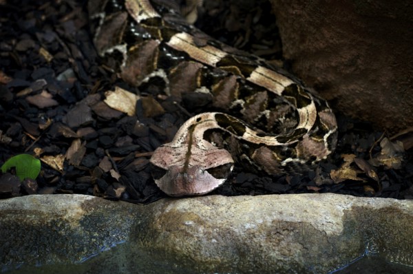 Eastern Gabon viper (Bitis gabonica), camouflaged under leaves, captive, occurrence Africa,