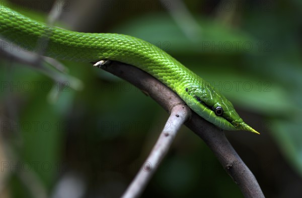 Vietnamese long-nosed snake (Gonyosoma boulengeri), on branch, captive, occurrence North Vietnam,