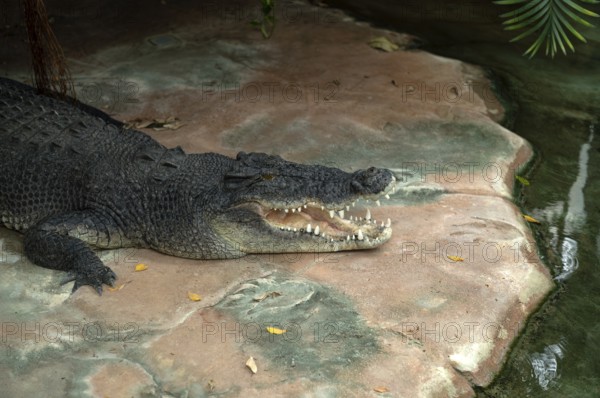 Inguinal crocodile (Crocodylus porosus), mouth open, animal portrait, captive, Baden-Württemberg,