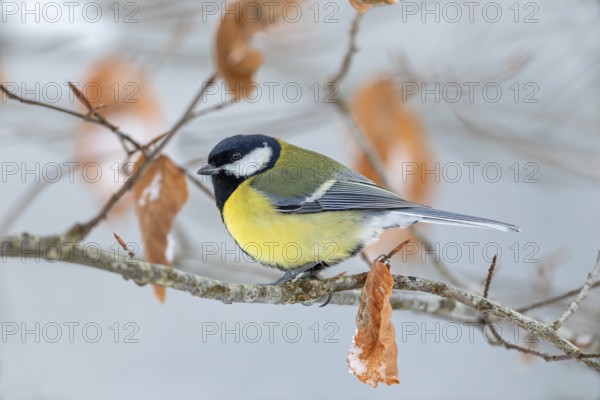 Great tit (Parus major) in winter on the branch of a copper beech, snow, Germany