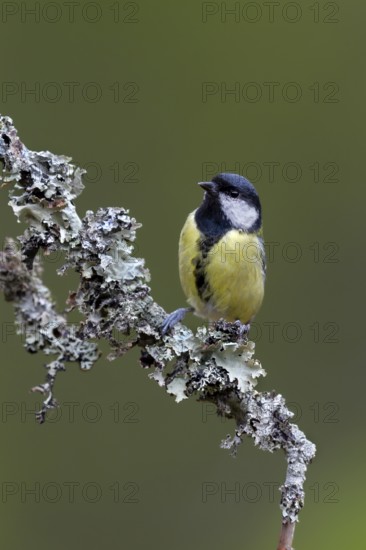 The great tit (Parus major) watches an unlucky jay with interest, Lichen twig, Sweden