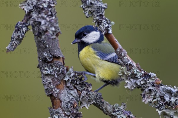 Great tit (Parus major) on a branch with lichen, Sweden