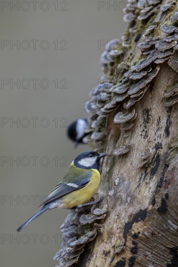 A great tit (Parus major) searches for food between butterfly clusters and is carefully observed,