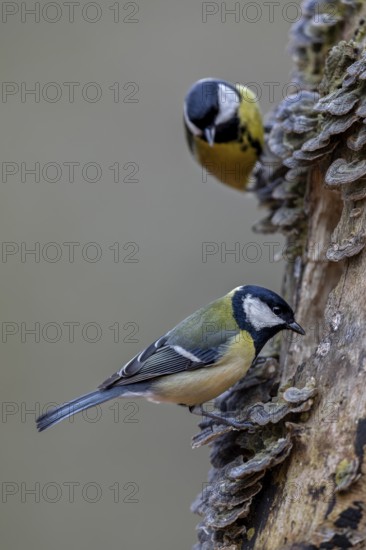 Once the great tit (Parus major) has discovered a good source of food, curious visitors are not