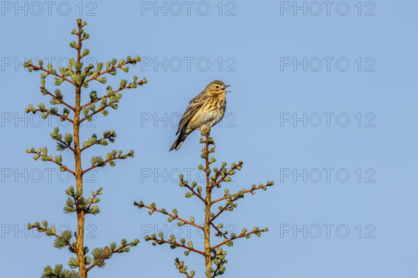 A tree pipit (Anthus trivialis) sits in the morning light on its singing platform, territory,