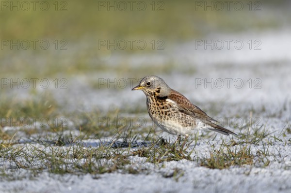 When a juniper thrush (Turdus pilaris) looks down at the ground with its head bent forwards and