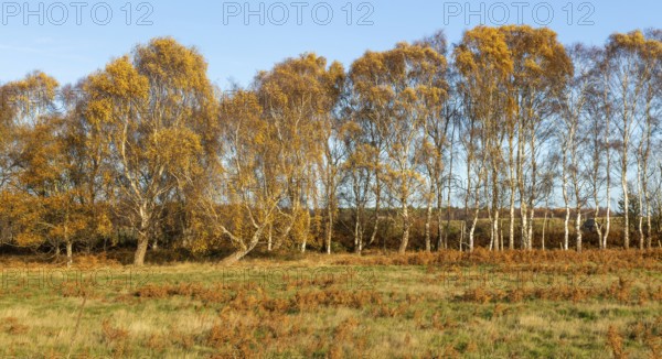 Silver birch trees, Betula pendula, brown autumn leaves on heathland, Sutton Heath, Suffolk,