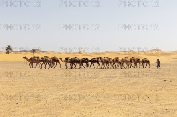 Caravan wandering through the desert, accompanied by a human, palm trees on the horizon, Sahara,