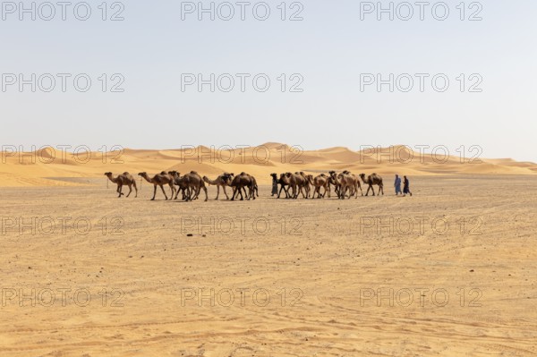 Caravan of camels wandering through the vast desert under clear skies, Sahara, Morocco