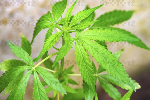 Detail of tender, green marijuana leaves, Minas Gerais, Brazil