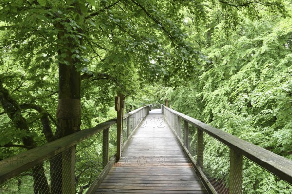 Treetop Trail on Rügen, Natural Heritage Center, Mechlenburg-Vorpommern, Germany