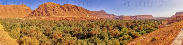 Lush palm tree landscape against ochre-colored mountains under sunny sky