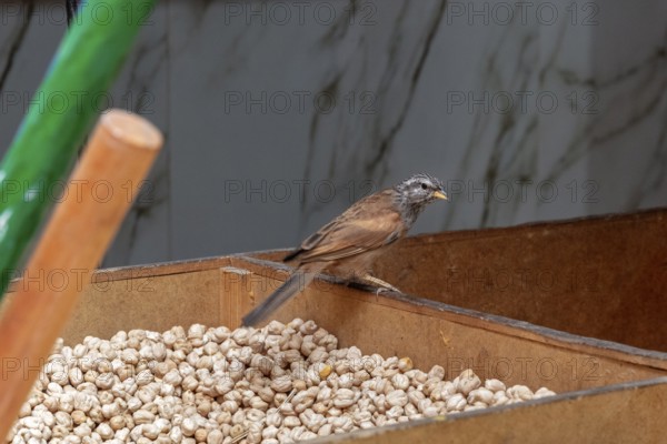 A small bird curiously inspects a box with seeds