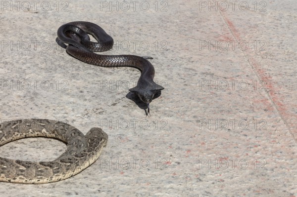 A black snake on light asphalt in the sun