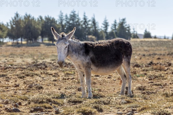 MAR, donkey