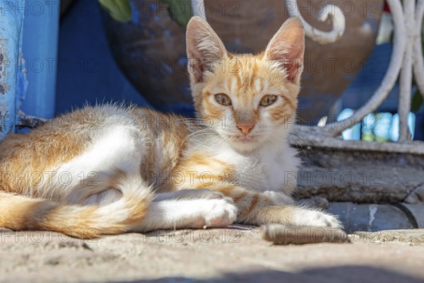 MAR, Chefchaouen, Medina, cat