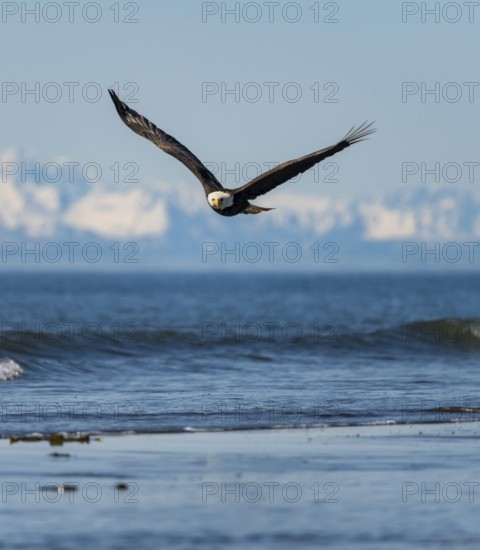 Bald eagle (Haliaeetus leucocephalus) in flight, Anchor Point at Cook Inlet, white mountain peaks