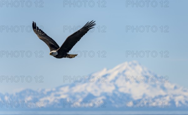 Bald eagle (Haliaeetus leucocephalus) in flight, Anchor Point at Cook Inlet, white mountain peak of