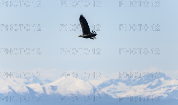 Bald eagles (Haliaeetus leucocephalus) flying on the beach at Anchor Point on Cook Inlet, snowy