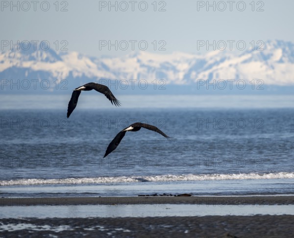 Two bald eagles (Haliaeetus leucocephalus) in flight on the beach of Anchor Point at Cook Inlet,