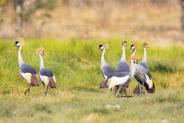 Crowned Crane (Balearica regulorum) Zambia