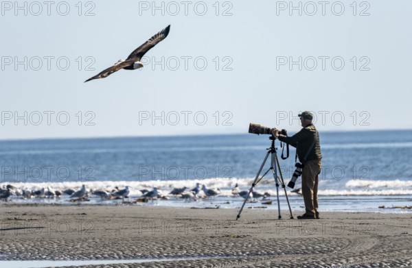 Nature photographer with tripod taking a picture of a bald eagle (Haliaeetus leucocephalus) in