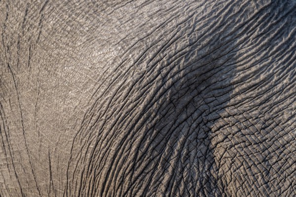 Detail, skin, African elephant (Loxodonta africana), Ihaha, Chobe National Park, Botswana
