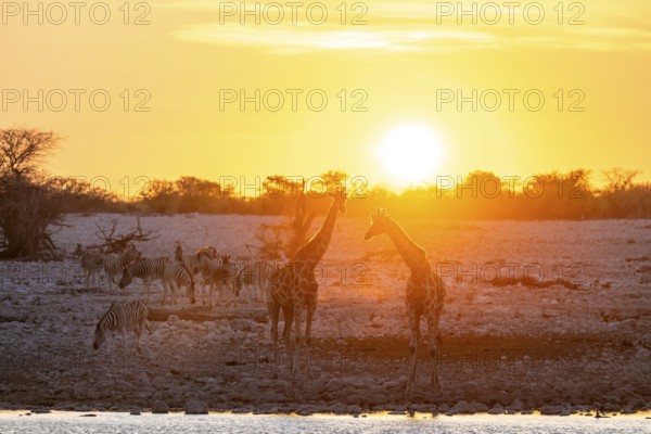 Angola giraffe (Giraffa giraffa angolensis), two giraffes in the backlight at sunset, atmospheric
