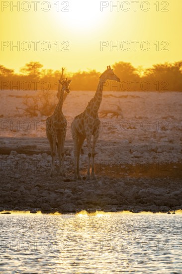 Angola giraffe (Giraffa giraffa angolensis), two giraffes in the backlight at sunset, atmospheric