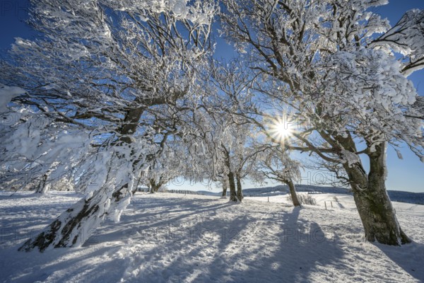 Winter atmosphere with snowy, snow-covered beech trees, windbreaks, windbeeches, Oberried,