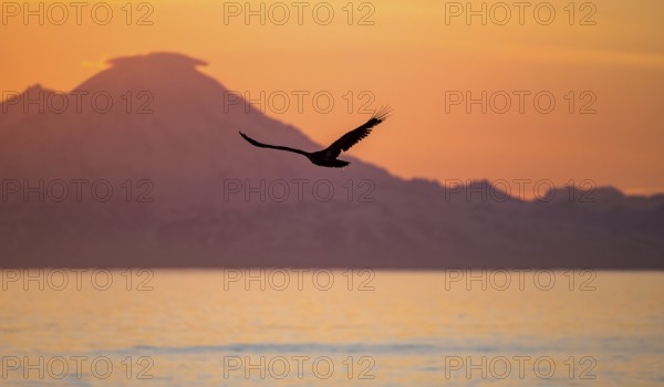 Bald eagle (Haliaeetus leucocephalus) flying in front of mountain silhouettes of the Aleutian chain