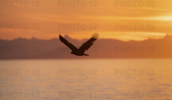 Bald eagle (Haliaeetus leucocephalus) flying in front of mountain silhouettes of the Aleutian