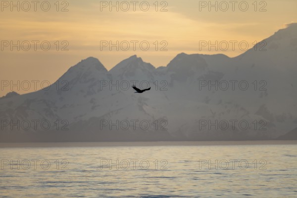 Bald eagle (Haliaeetus leucocephalus) flying in front of mountain silhouettes of the Aleutian chain