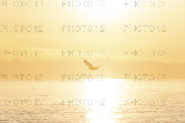 Bald eagle (Haliaeetus leucocephalus) flying against the setting sun, sunset, picturesque golden
